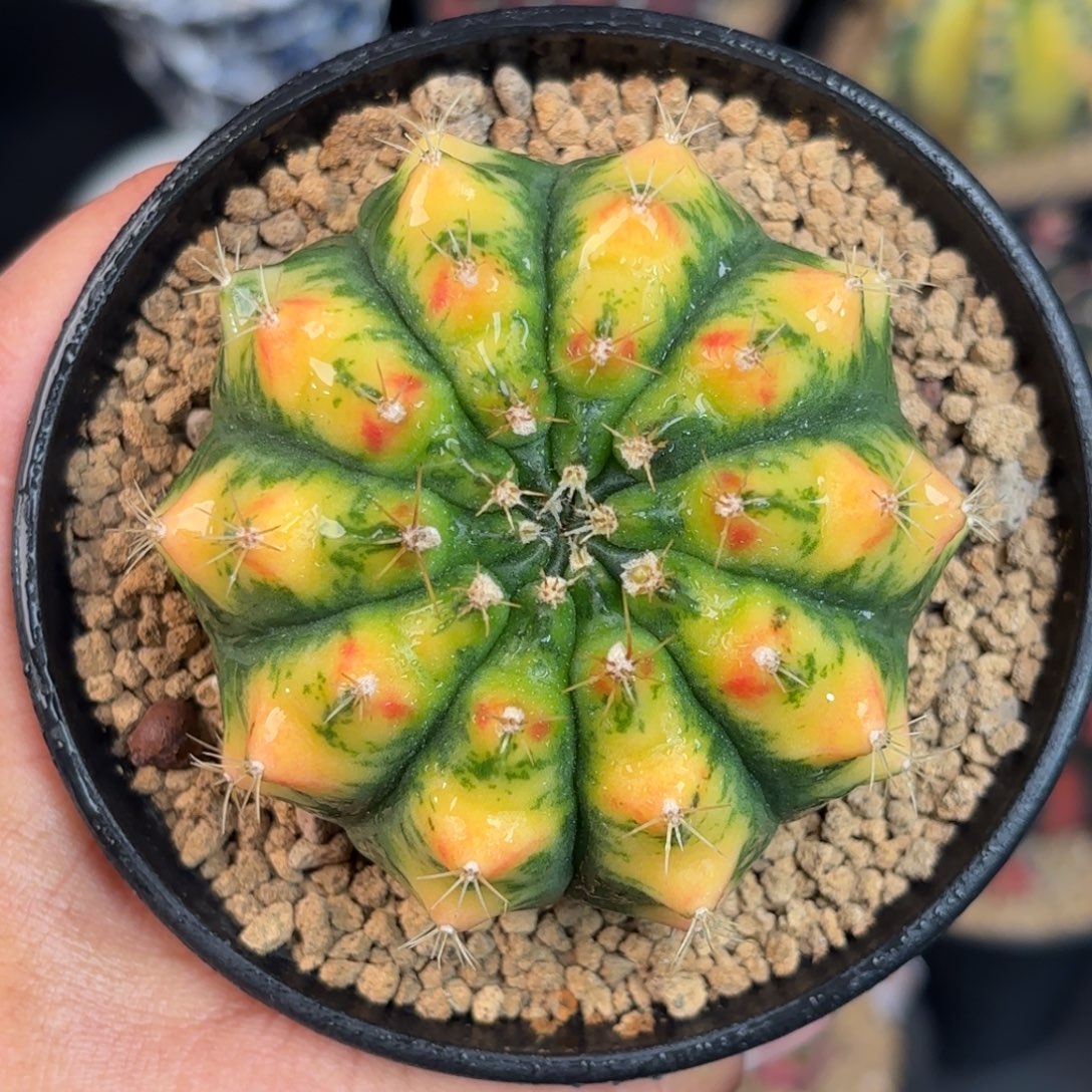 泰系米哈仙人球400