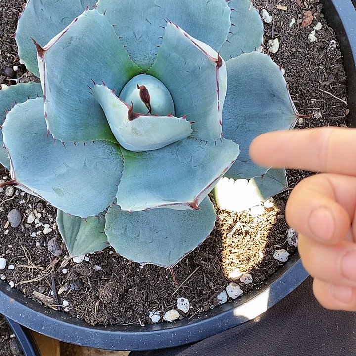 多肉植物龙蛇兰植物