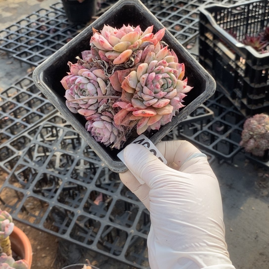 4625粉水晶一物一拍