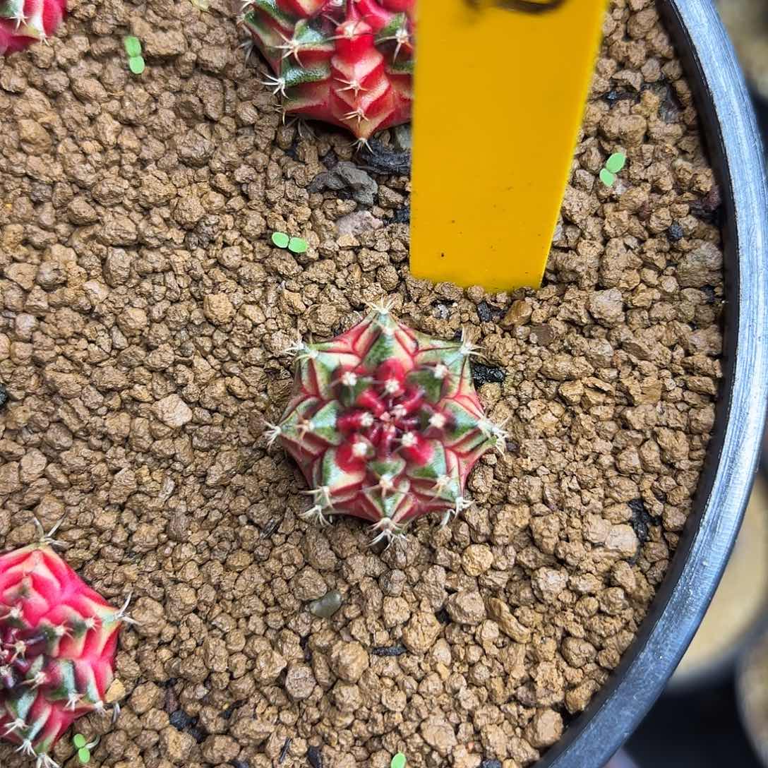 姑***爷232-1115泰国发货多肉