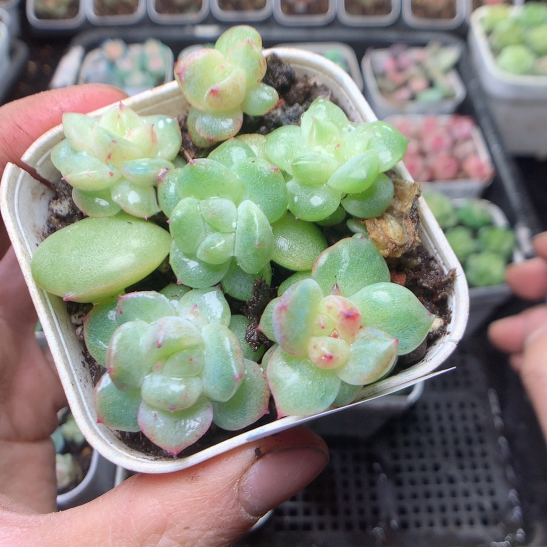 无花朵W46。yyyyyyyy