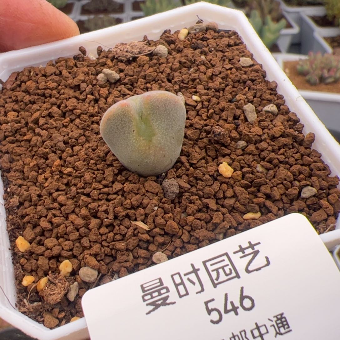 2.19大眼睛多肉植物546
