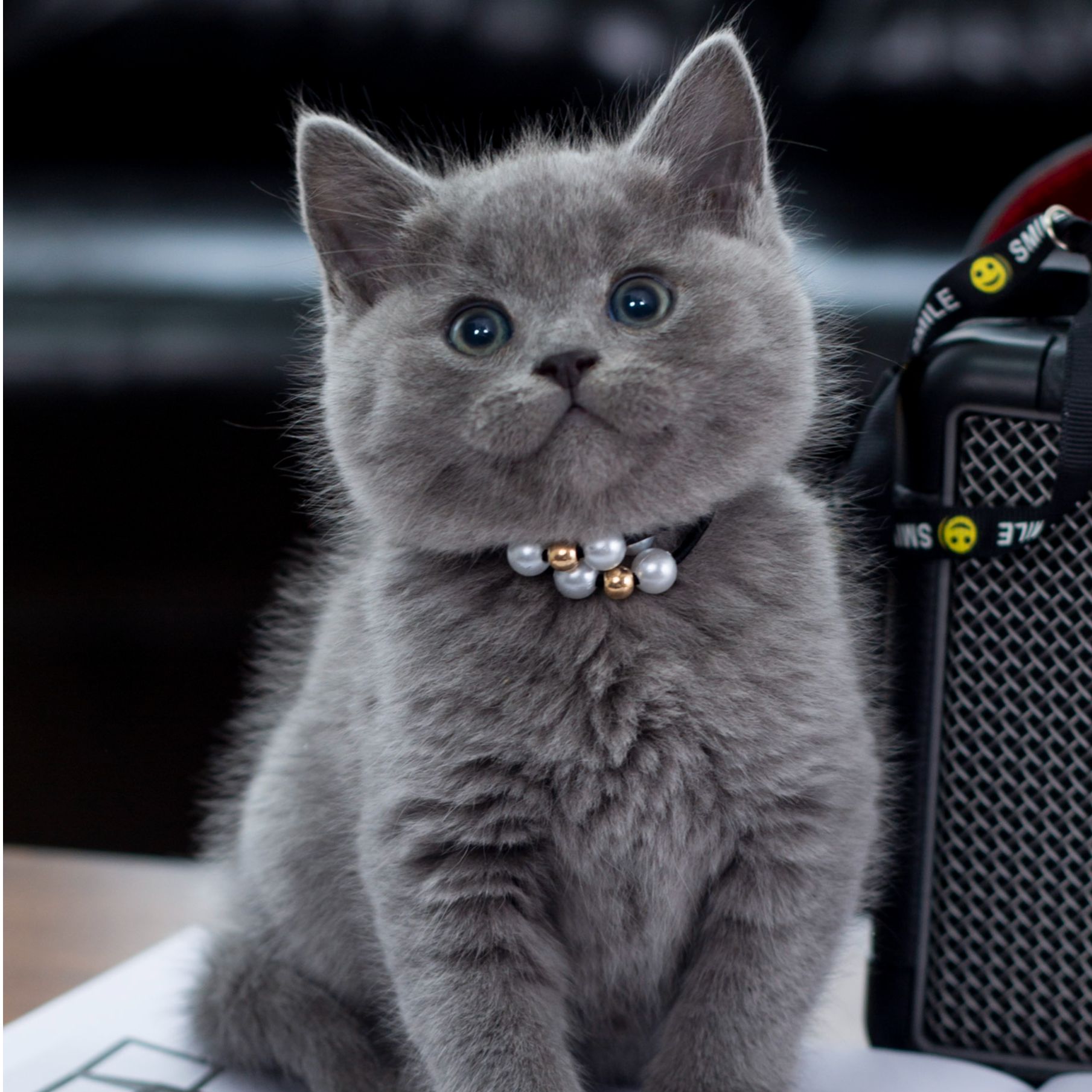 【B9-猫咪】银渐层、布偶、金渐层、起司、矮脚、三花、蓝猫、暹罗、缅因