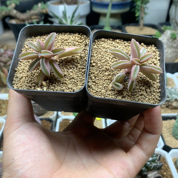 粉背椒草脱土不包掉叶子