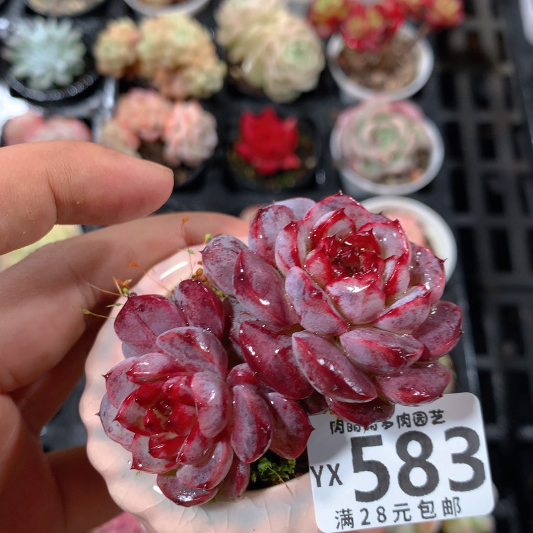 5CM拇指盆精控多肉YX583