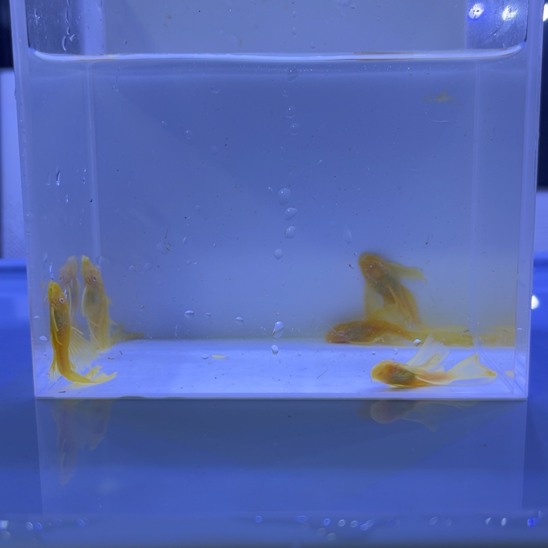 孔雀鱼大帆5条开箱视频报损