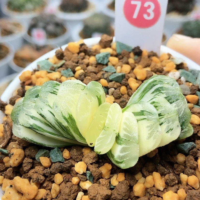 【闪购商品】73绿玉扇锦