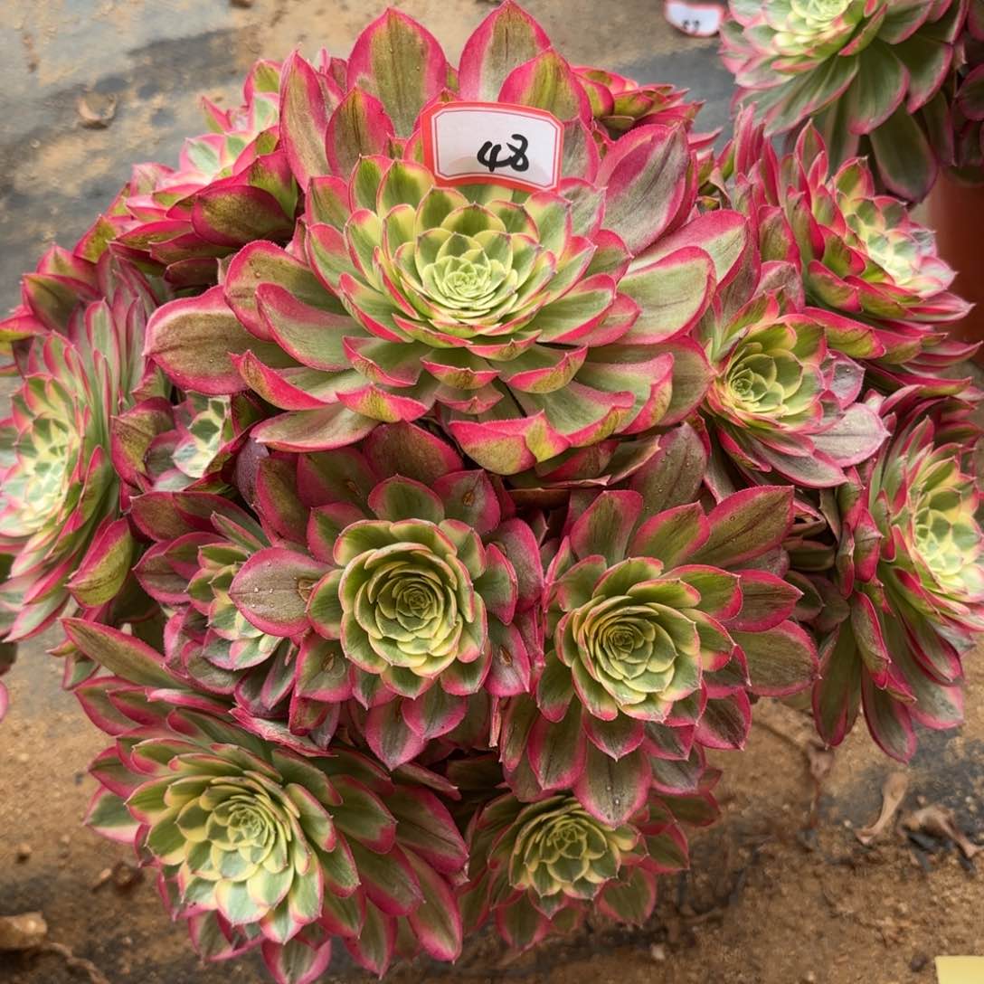 48千玺多肉植物绿植