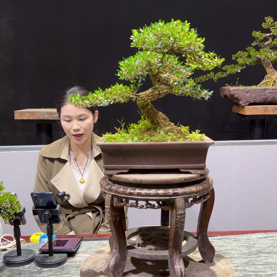 黄杨盆景老桩四季长青志**天