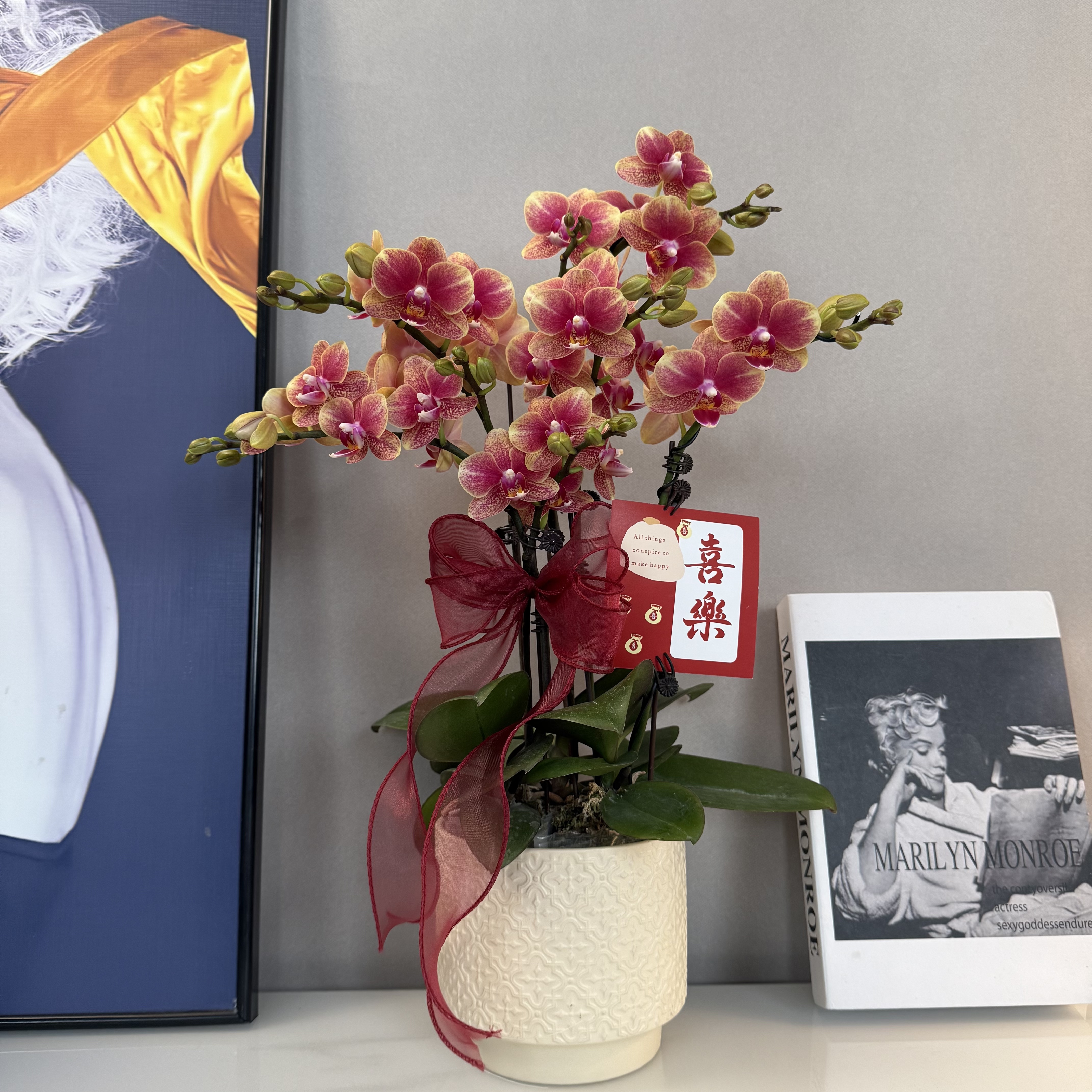 蝴蝶兰【金蝶】年宵花爆款烟火色丰花 绿植盆栽 室内摆放 基地直发