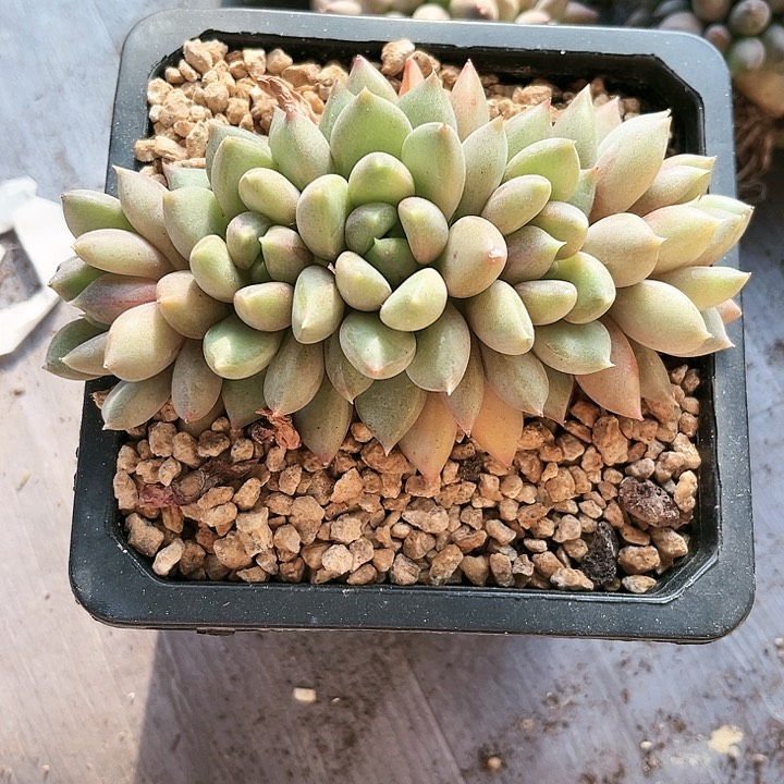 我是第一百个为妖刀应援的阴阳