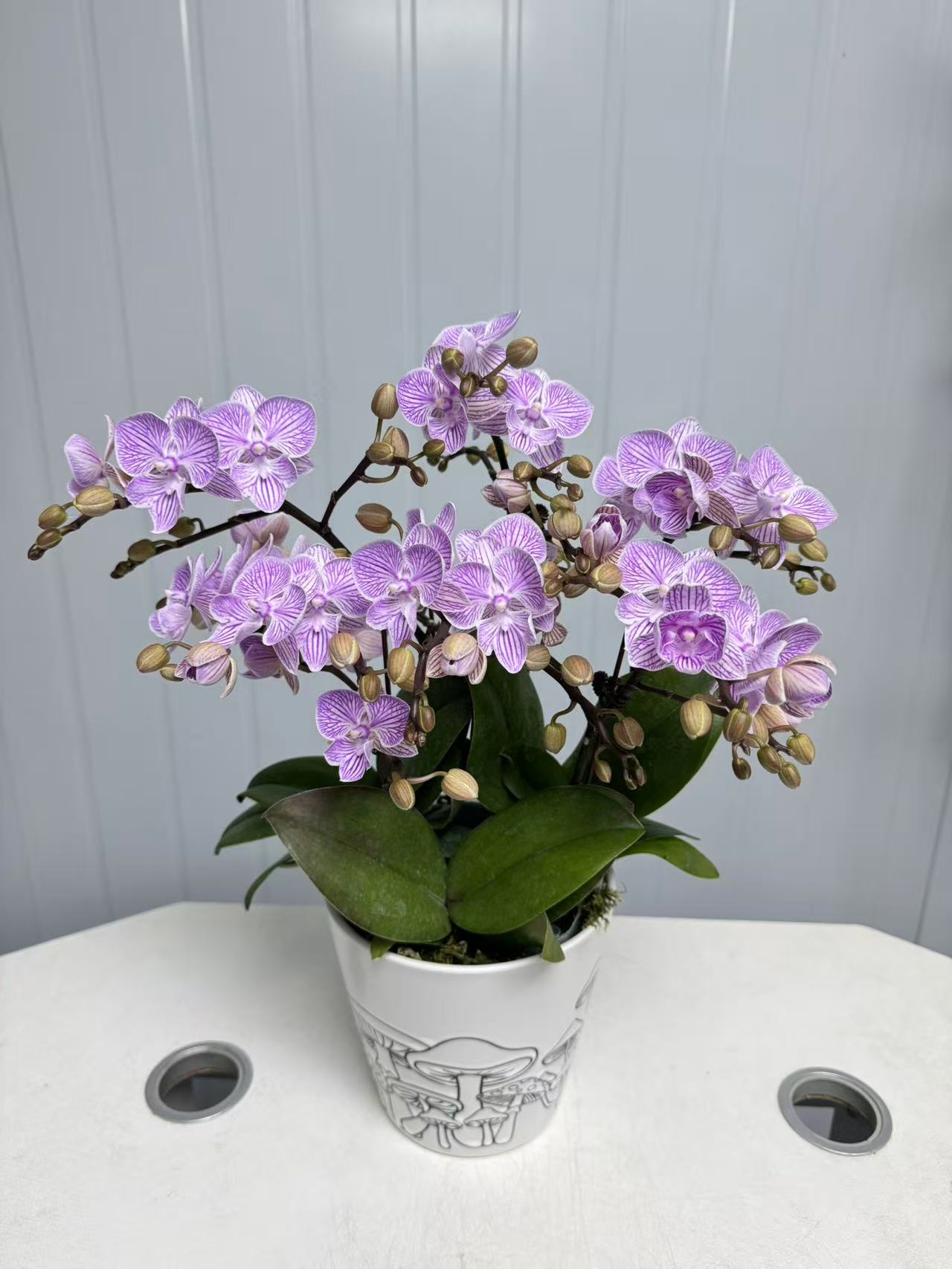 05【樱花】3.0小花型.精品蝴蝶兰.室内植物