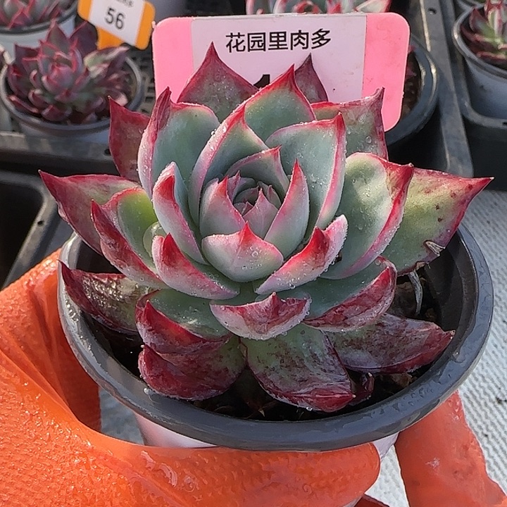 16 惊鸿仙子多肉植物6-9cm