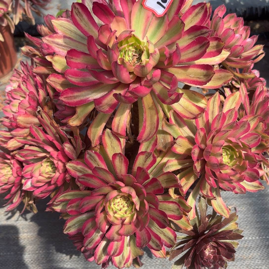 107黄花梨多肉植物绿植