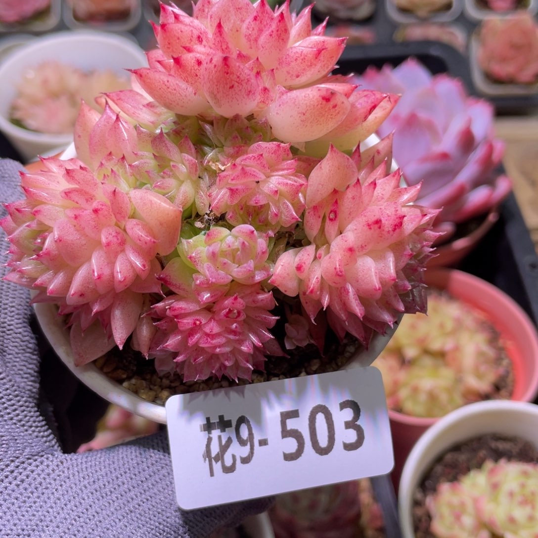 花利美9-503麦秆群