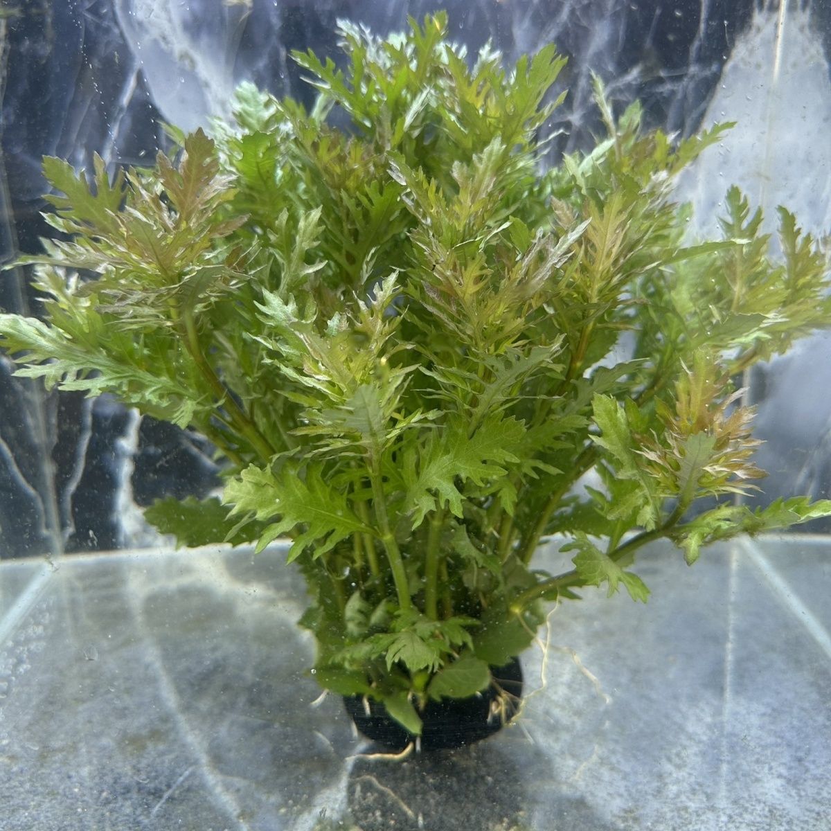 【水罗兰】分叉叶静水专用吸收氨氮亚盐无需二氧装造景增氧好养活