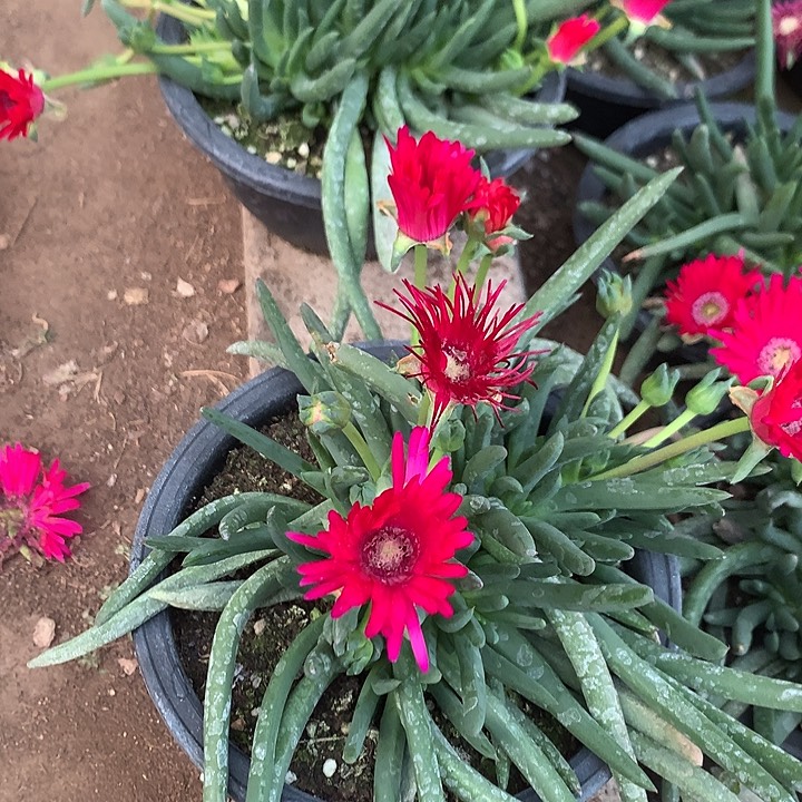 奔龙大盆15厘米盆脱土发货