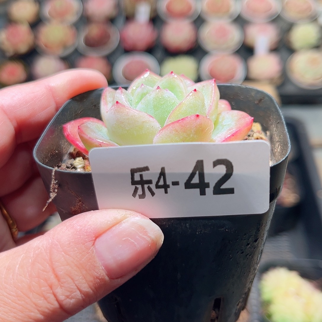 乐4-42 草莓泡芙