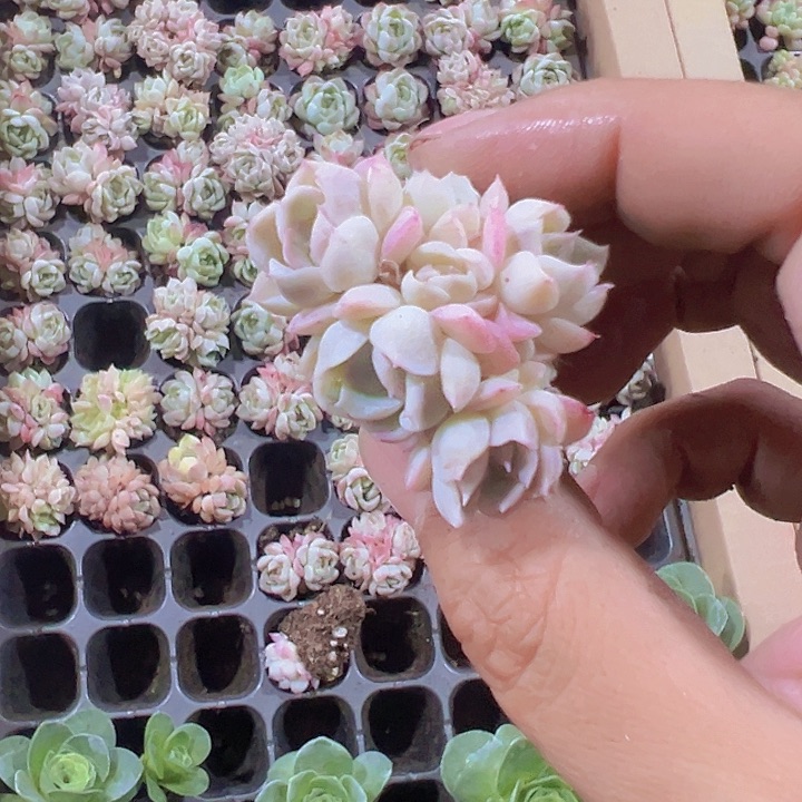 桃熏女王精品多肉植物