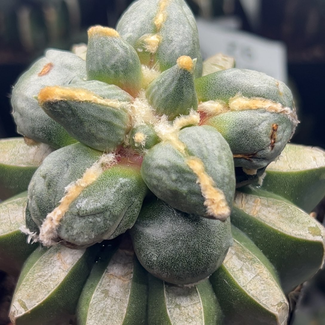 140 仙人球的牡丹啊