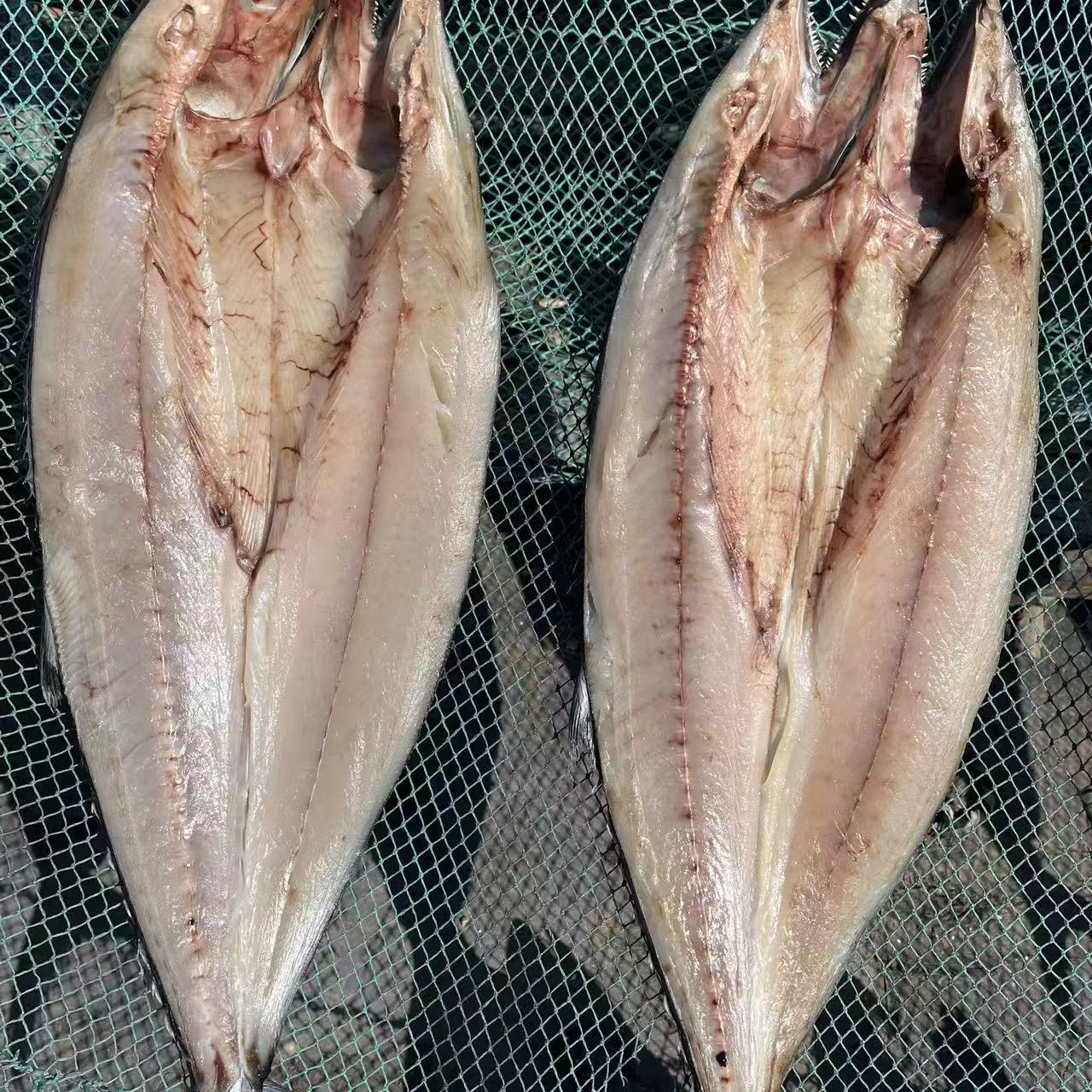 【顺丰明日达】大号一卤鲜鲅鱼不咸淡干鲅鱼片 单条9两-1.1斤