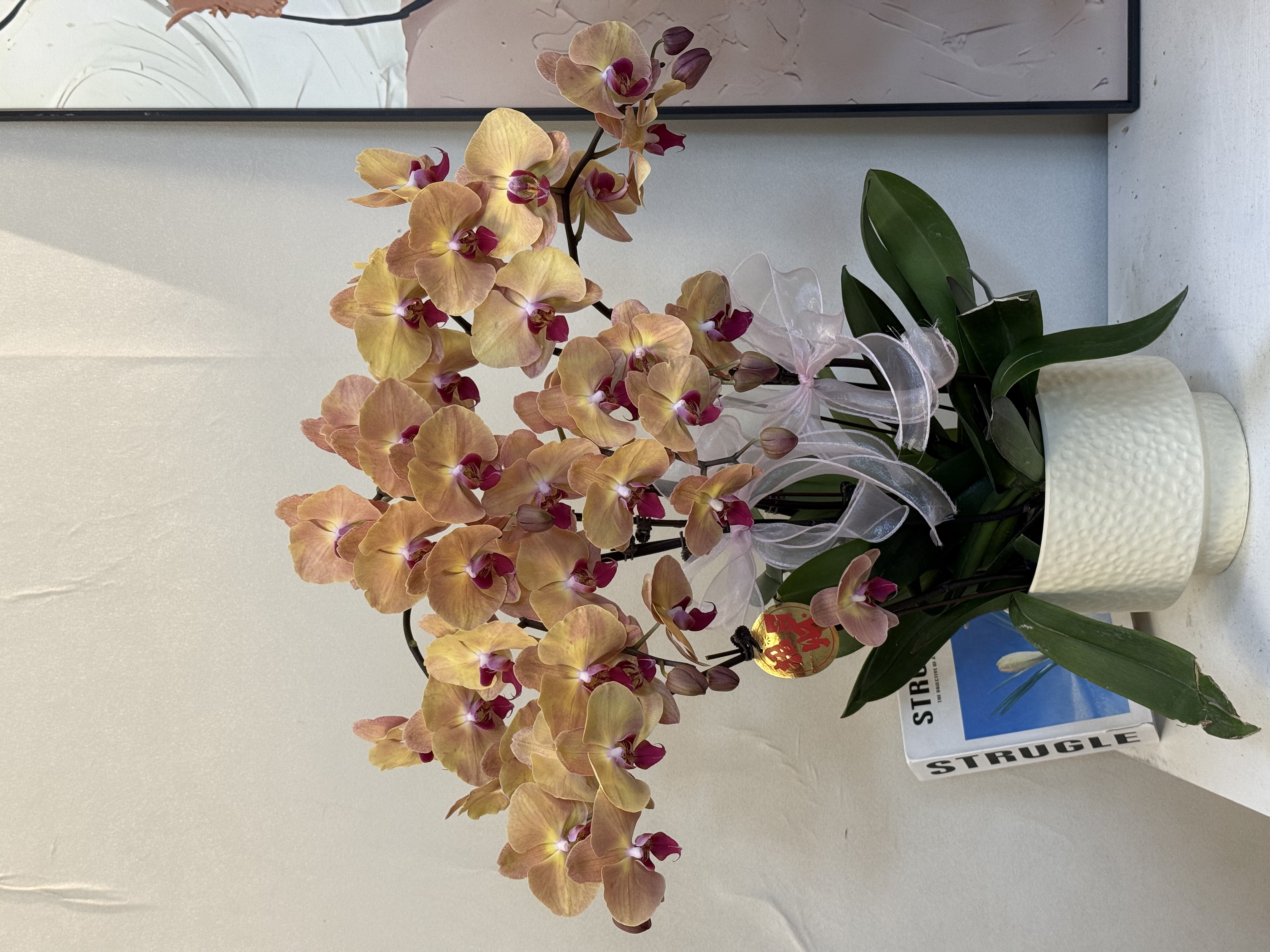  蝴蝶兰【黄金万两】真花 秋冬耐寒花卉 四季开花 多样性发货