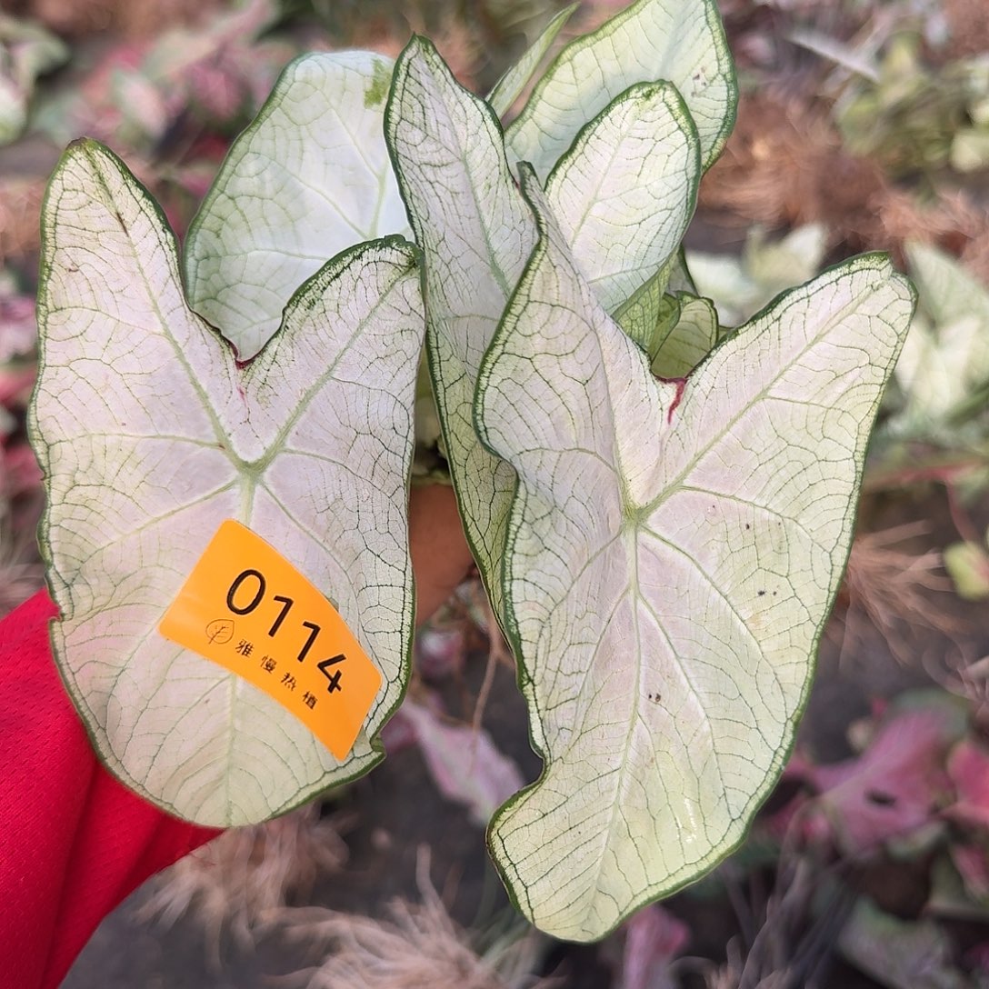 完全开放0114白月光裸球不售后