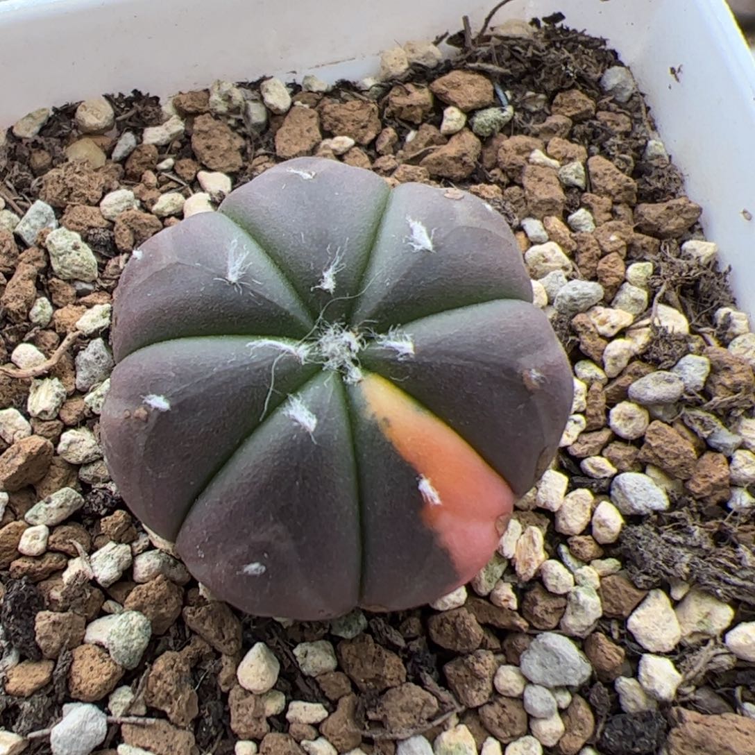 081号兜 多肉植物