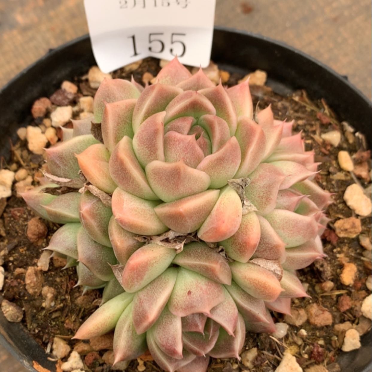 【闪购商品】云155