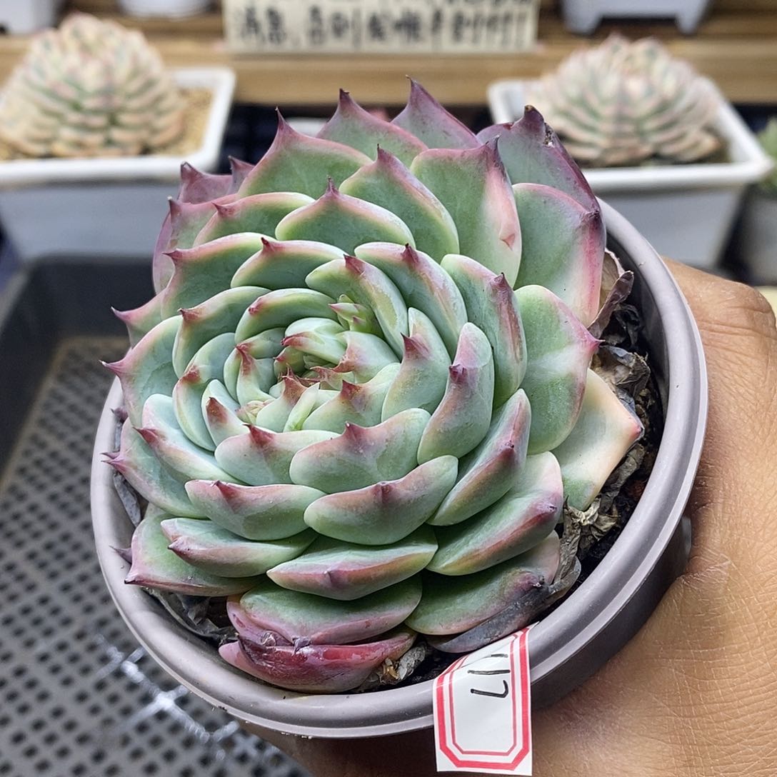 06117 福利吉娃娃锦 不售后