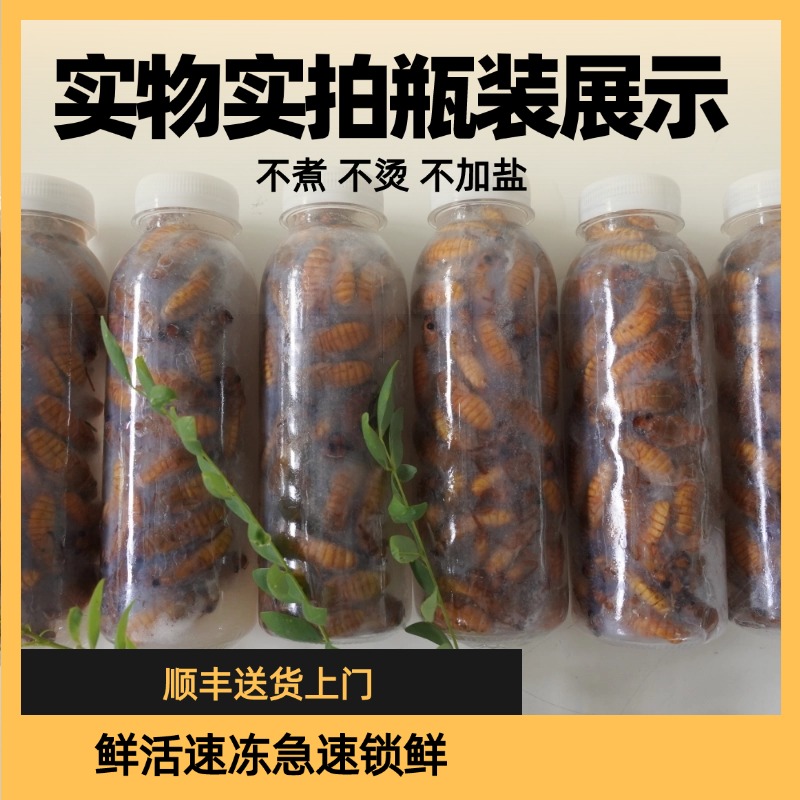 【金蝉】新鲜金蝉知了猴爬叉2025年鲜活速冻顺丰包邮油炸口味俱佳