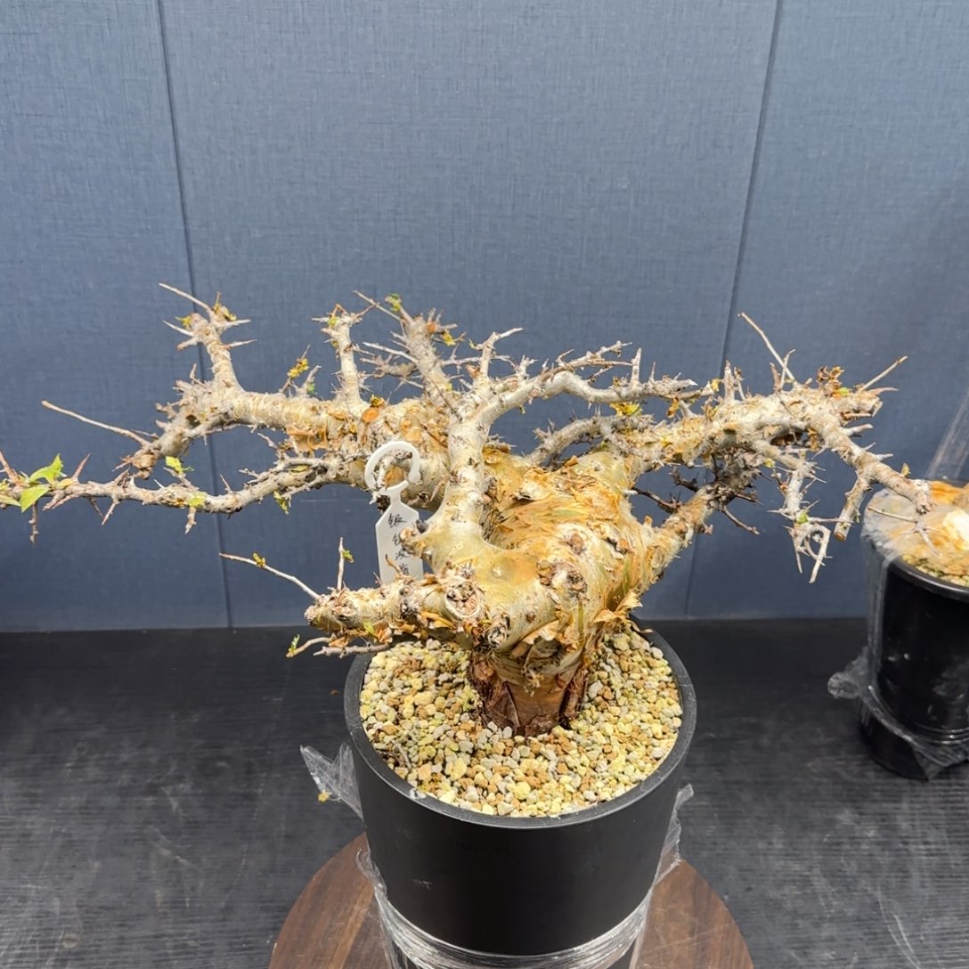 银销没药产地带盆