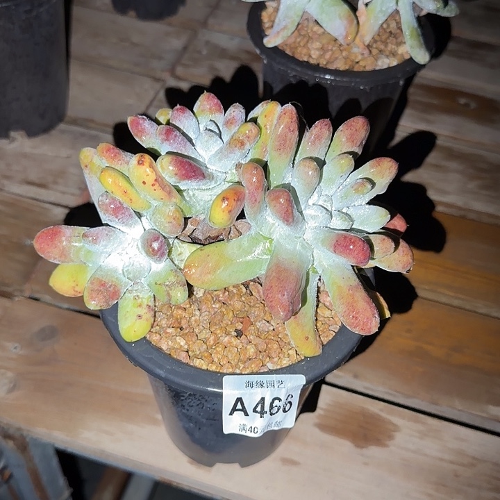 拇指仙女杯多肉植物