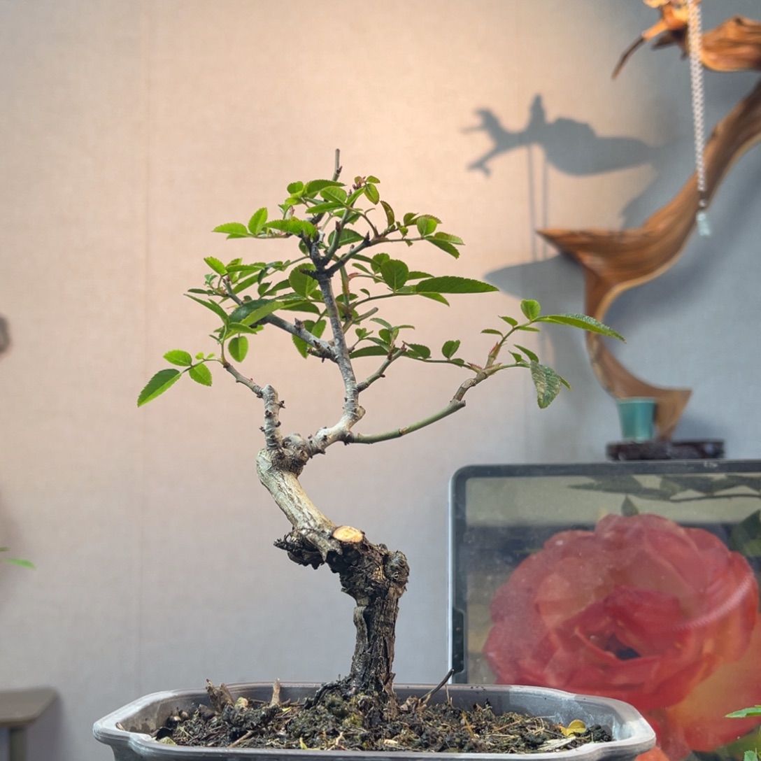 哎***去少量花朵（建议范围：2朵-5朵 或40%以下）