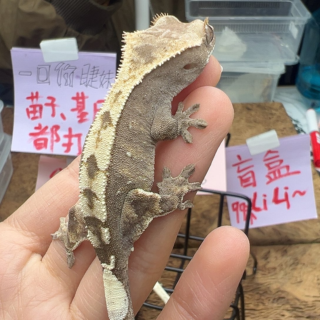 睫角守宫紫貂小公