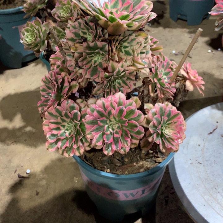 347粉铜多肉植物特价