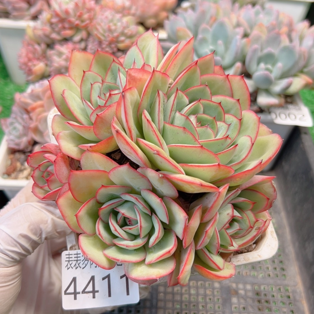 无花朵多肉一物一拍植物4411