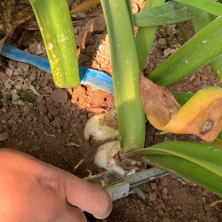 无花朵斯佳丽双胞胎