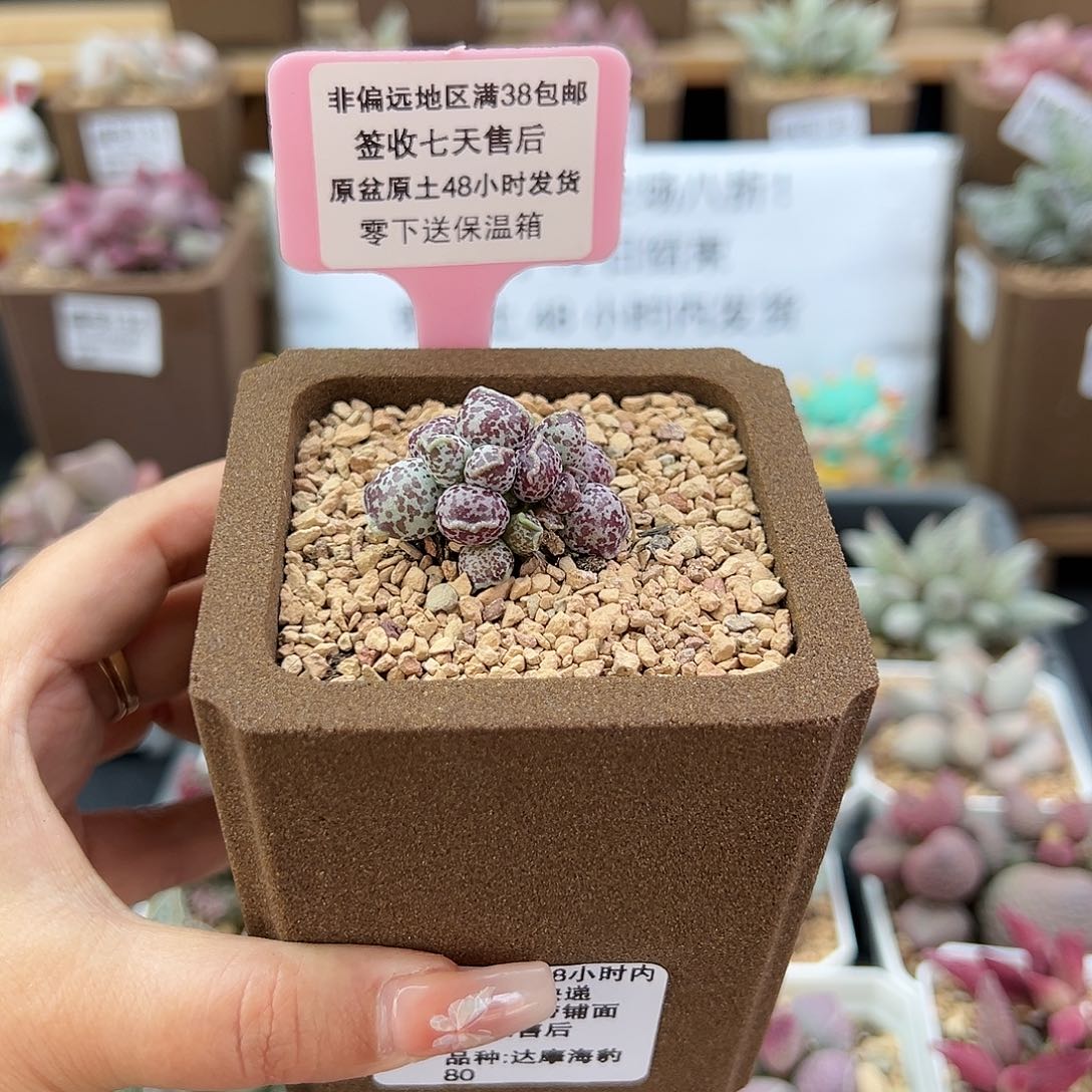 183达摩海豹多肉植物