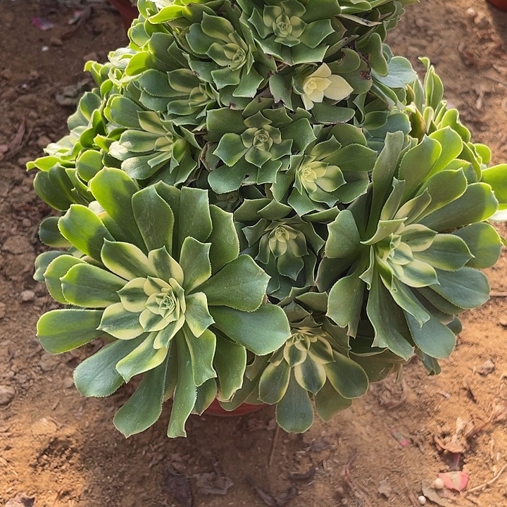 284辛尼亚对肉植物