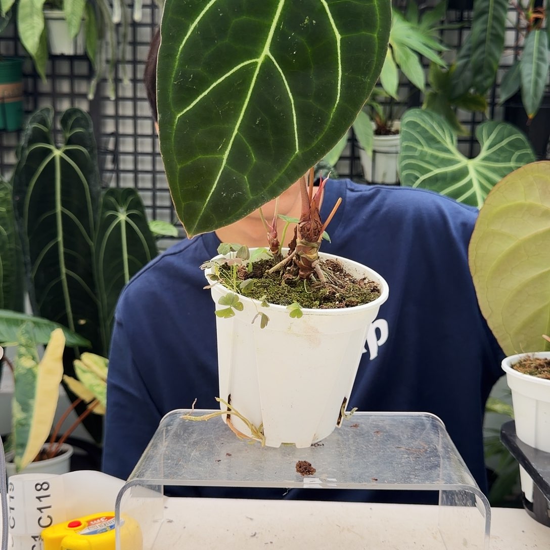 完全开放C117  贝斯杂黑丝绒