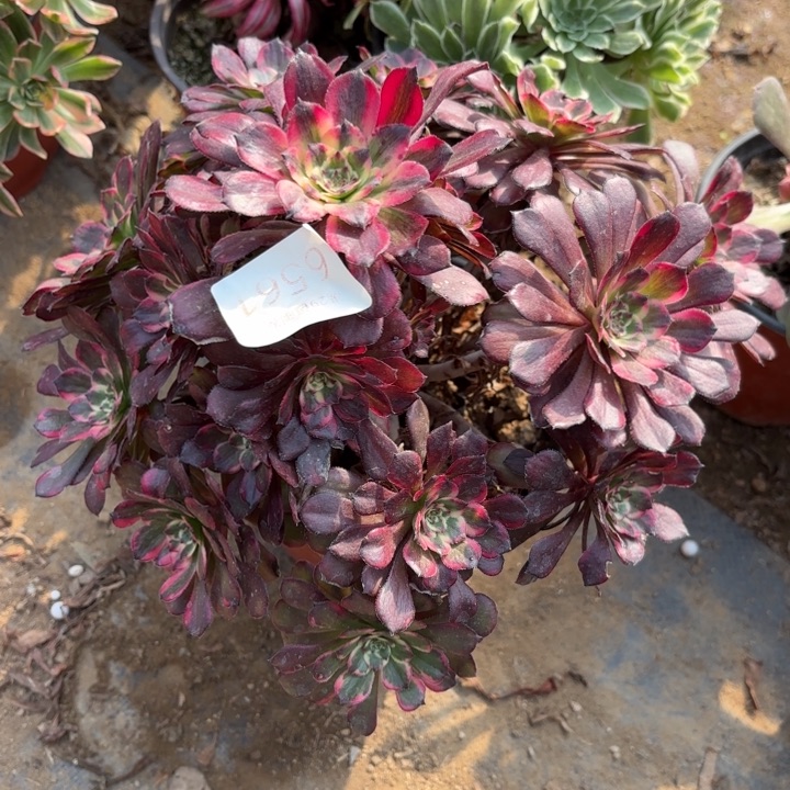 黑金刚多肉法师6561