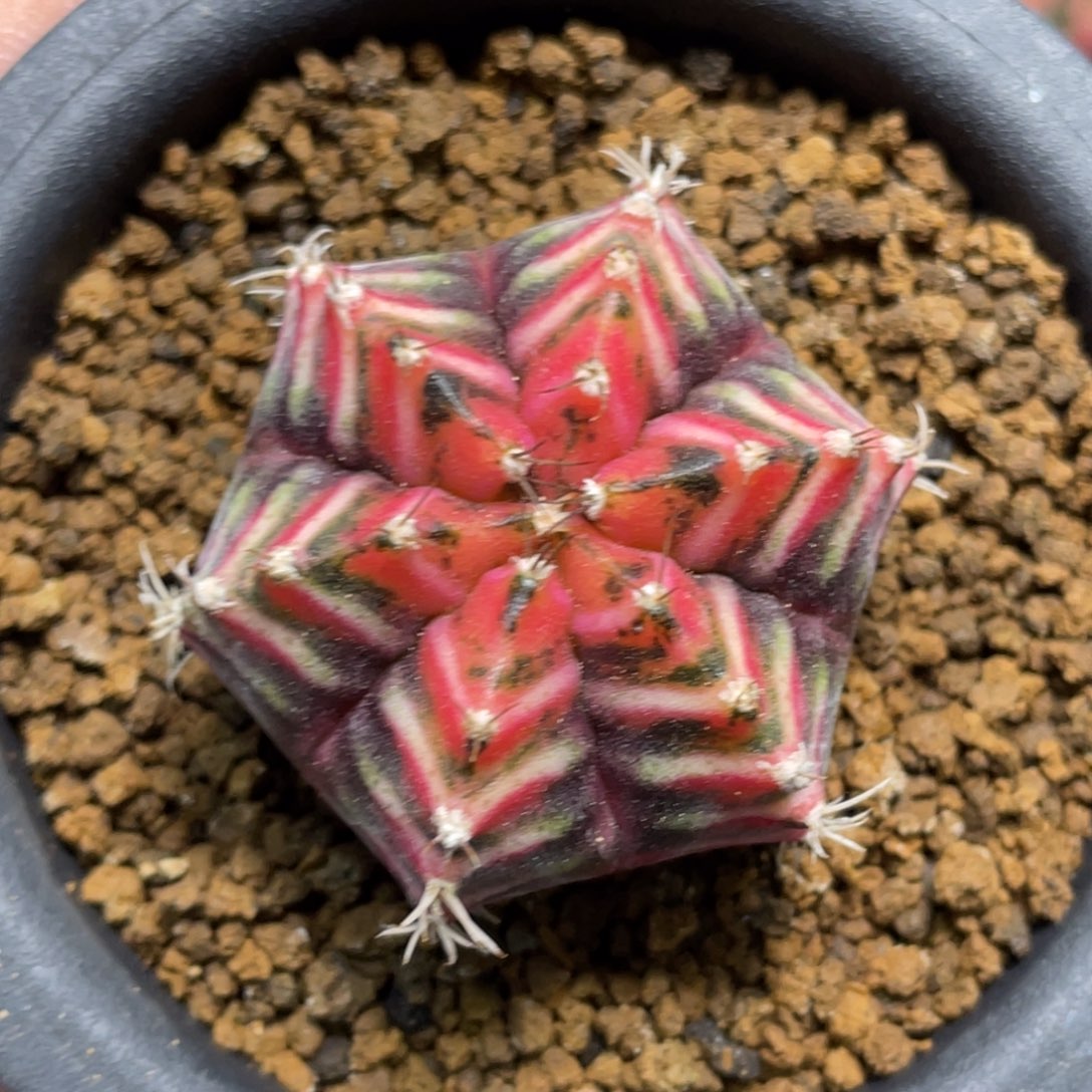 当前无花朵，栽培后可花朵6棱规律V纹锦