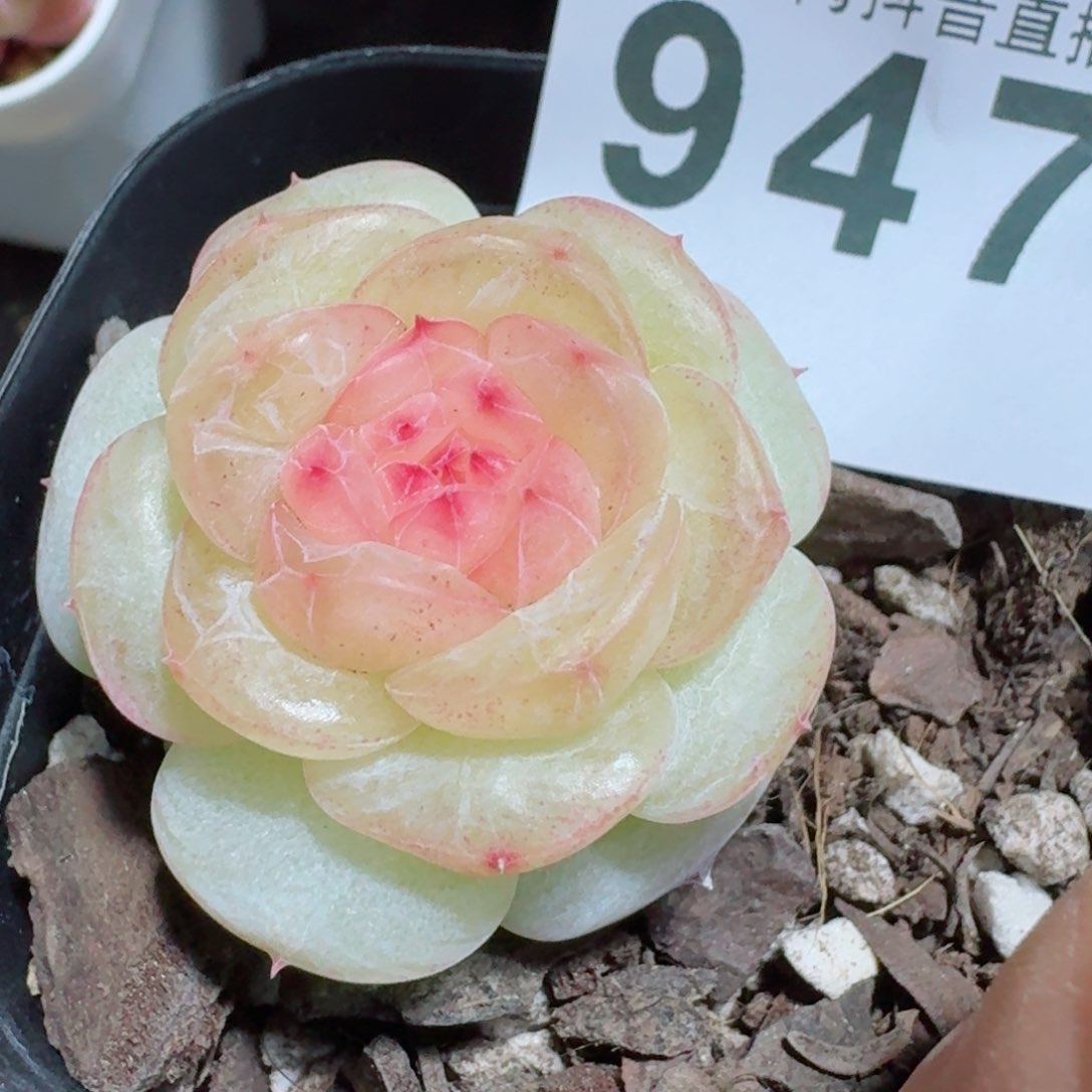 清梦珍妮         精品多肉