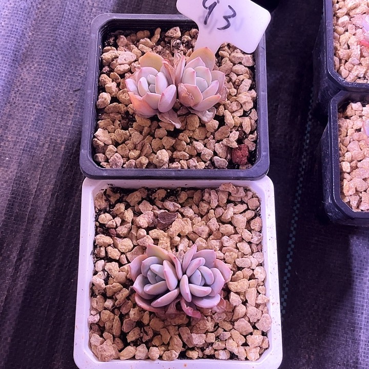 我是第一百位申请创建我的小