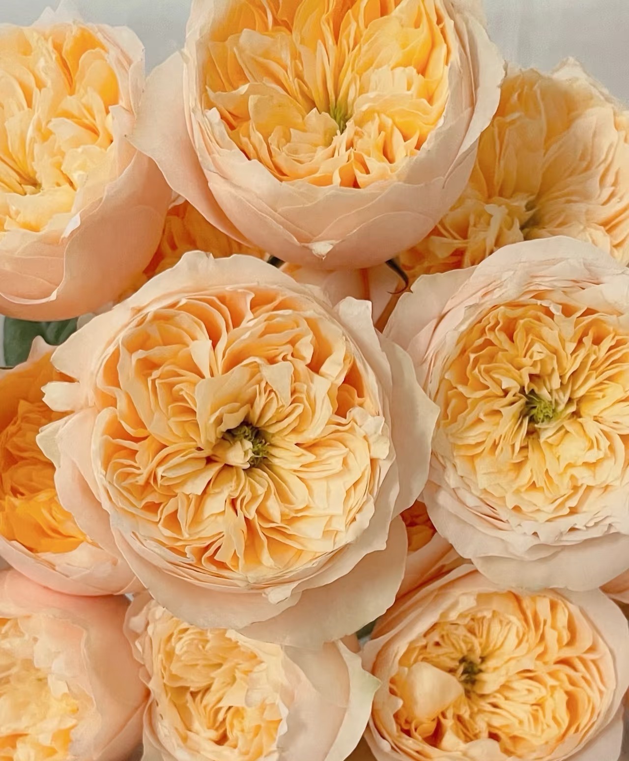 【黄蝴蝶玫瑰鲜花】新鲜采摘玫瑰花花束云南鲜基地花直发家用鲜花