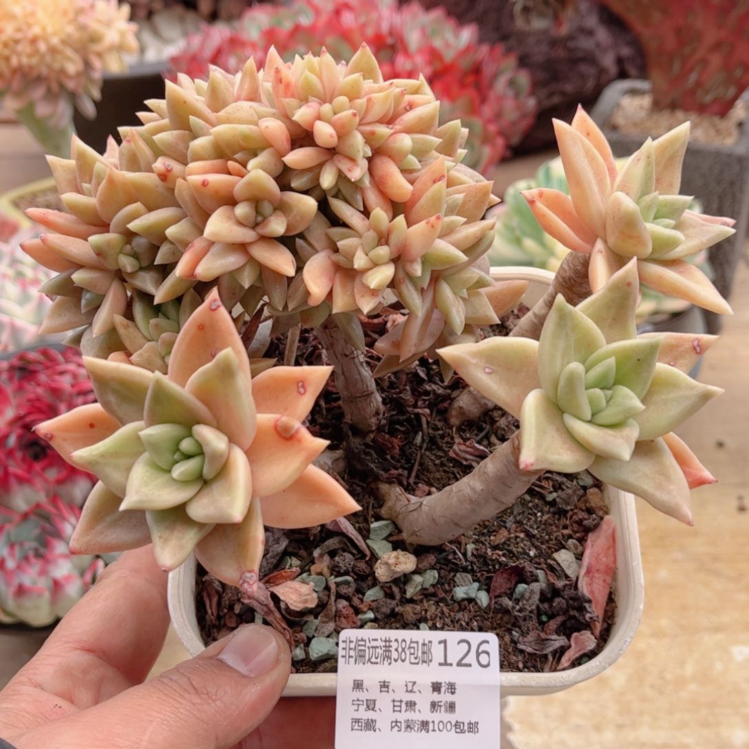 126黄金表丽娜缀德华多肉