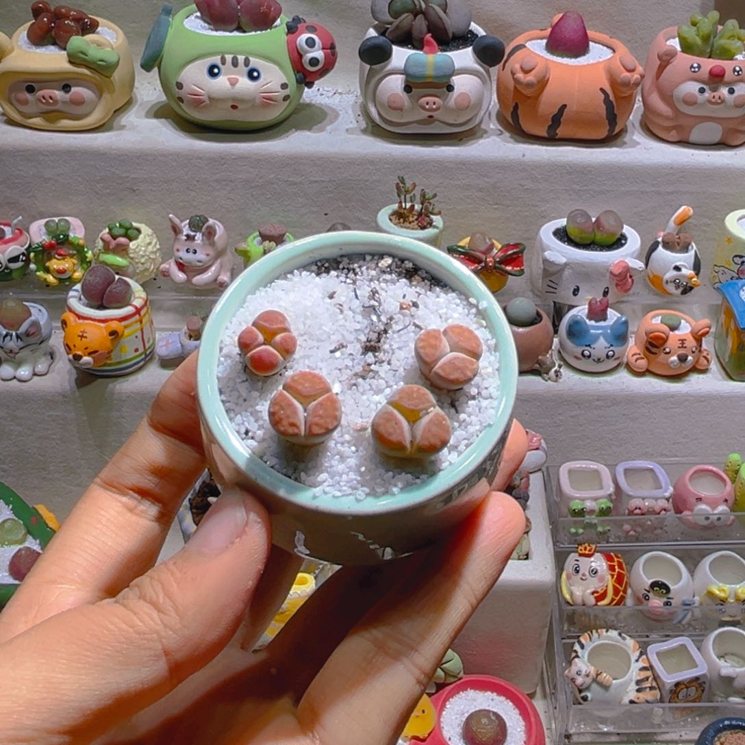 用****7用户宝专属折扣链接拍拍只有肉肉