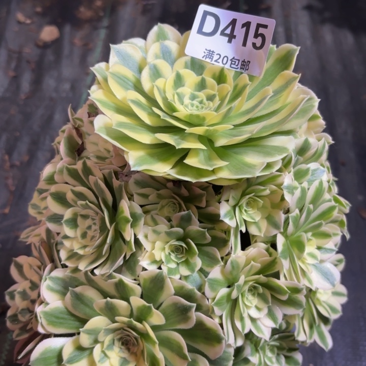 瑞妈一物一拍415