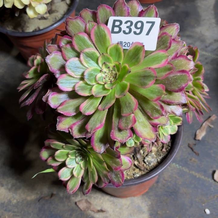 瑞妈，，，。。。。 397。。。